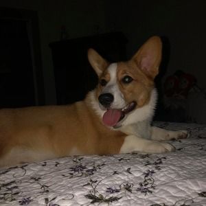 Meet your Posher, Bubba